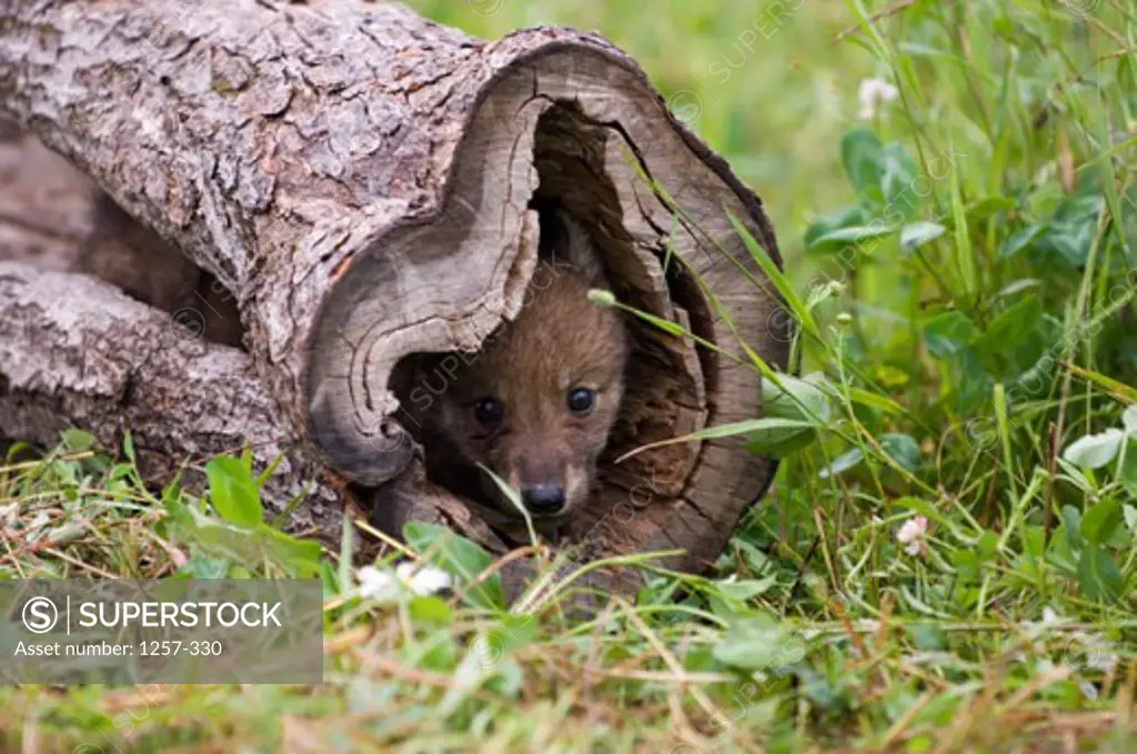 Gray Wolf cub hiding itself in a hollow tree trunk (Canis lupus)