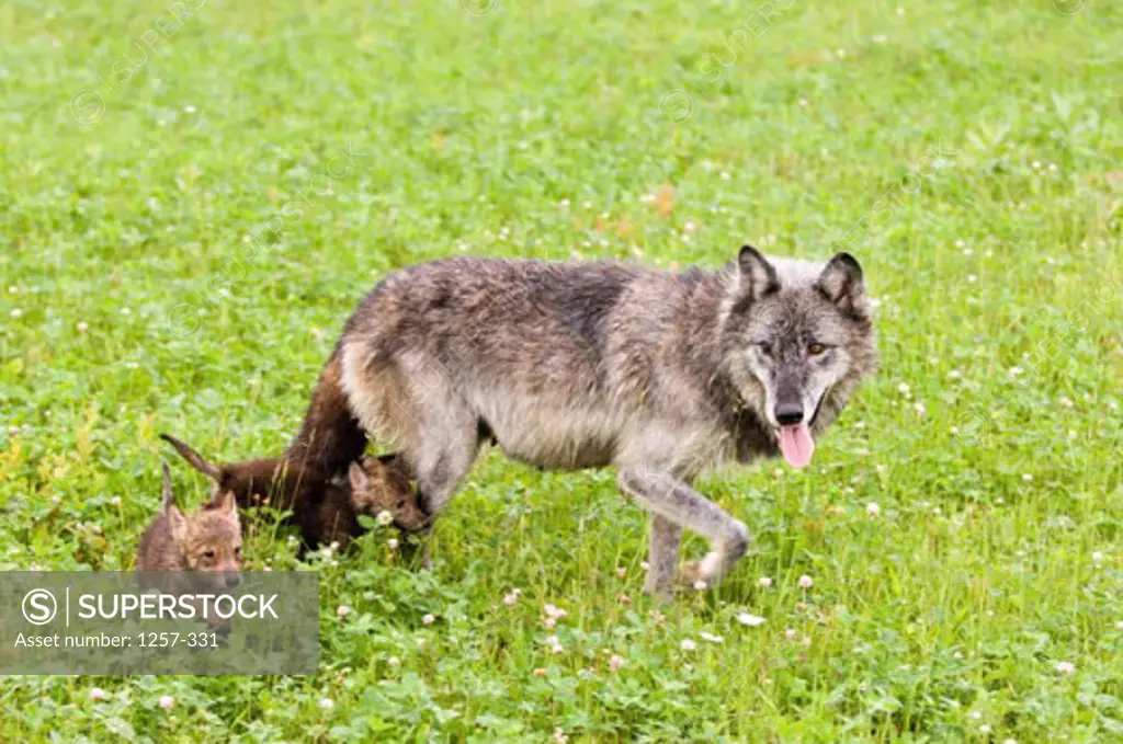 Side profile of a Gray Wolf walking with its two wolf cubs in a field (Canis lupus)
