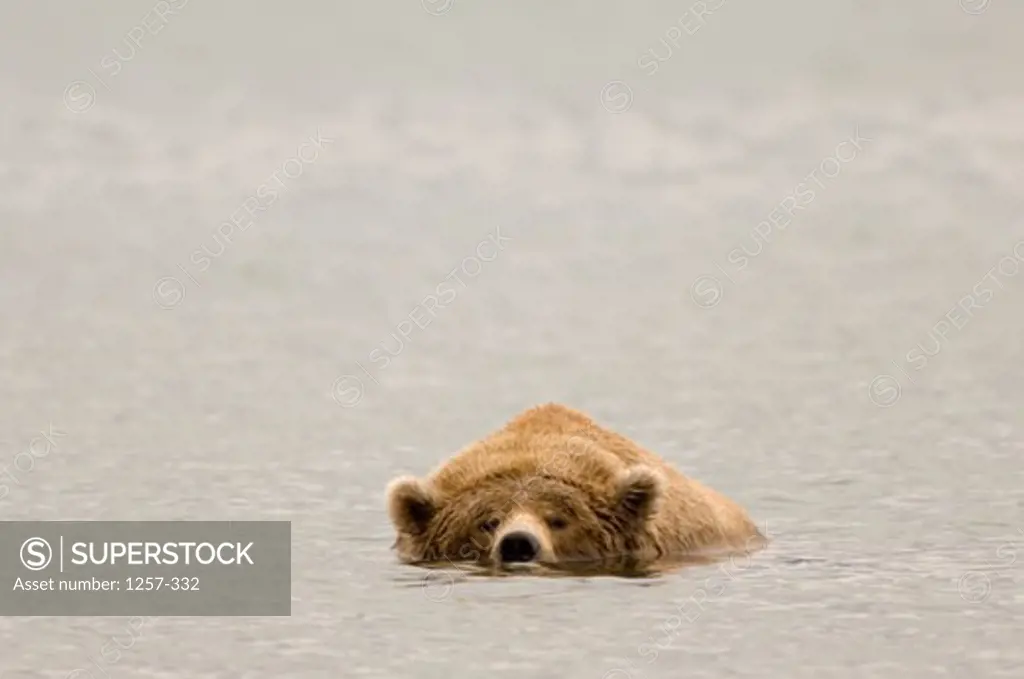 Brown Bear in water (Ursus arctos)