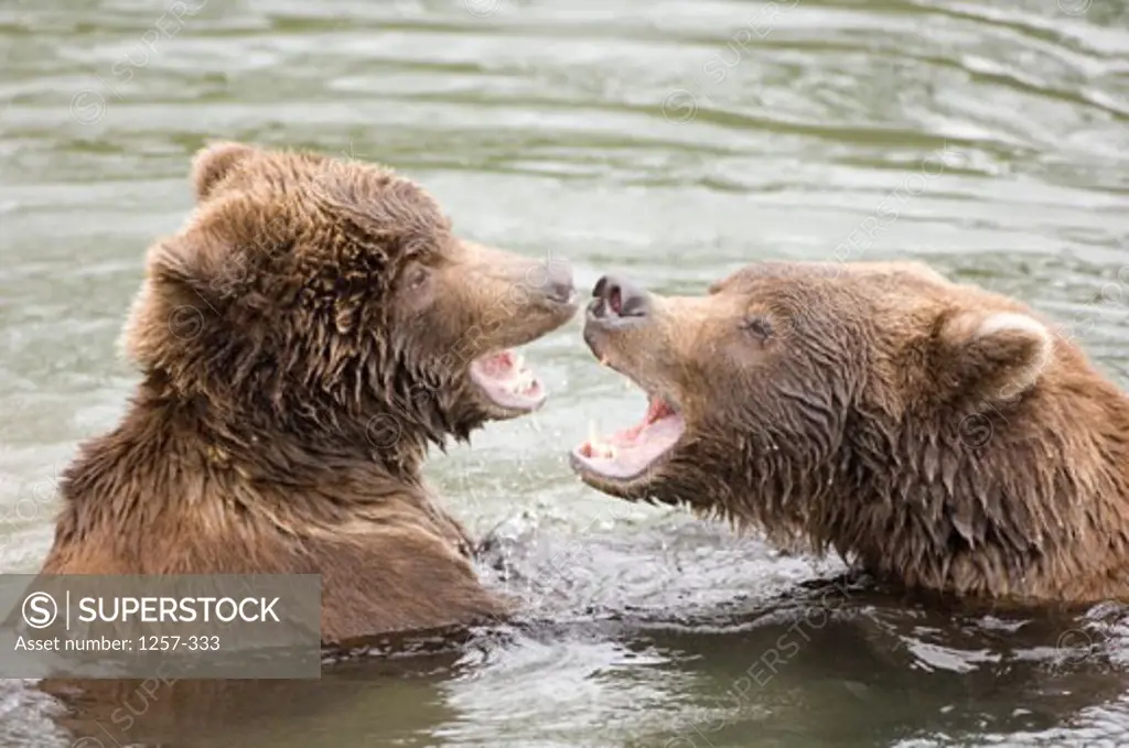 Side profile of two Brown Bears fighting in water (Ursus arctos)