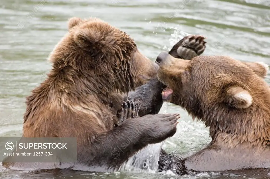 Close-up of two Brown Bears fighting in water (Ursus arctos)