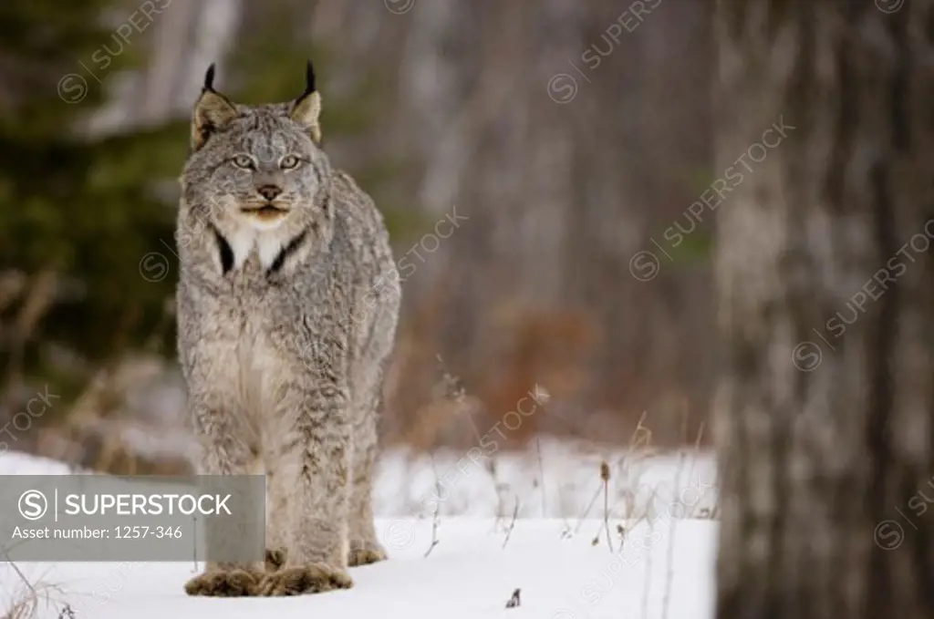 Close-up of a Canada Lynx standing on snow (Lynx canadensis)