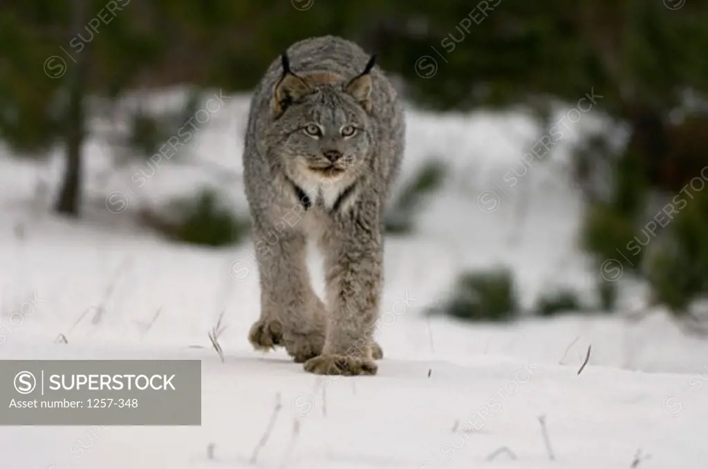Canada Lynx walking on snow in a forest (Lynx canadensis)