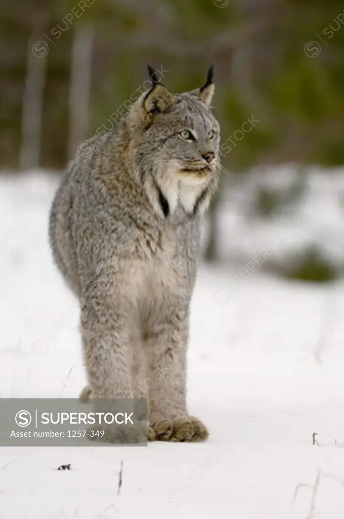 Close-up of a Canada Lynx standing on snow (Lynx canadensis)