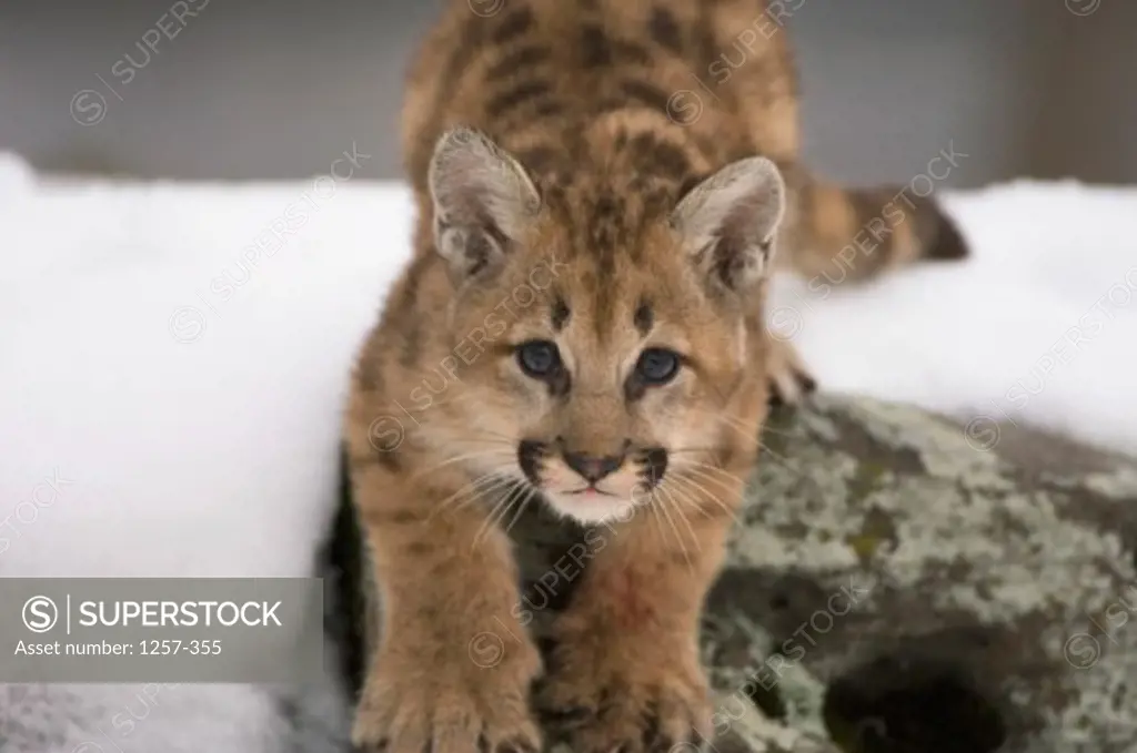 Portrait of a cougar cub stalking on a rock (Felis concolor)