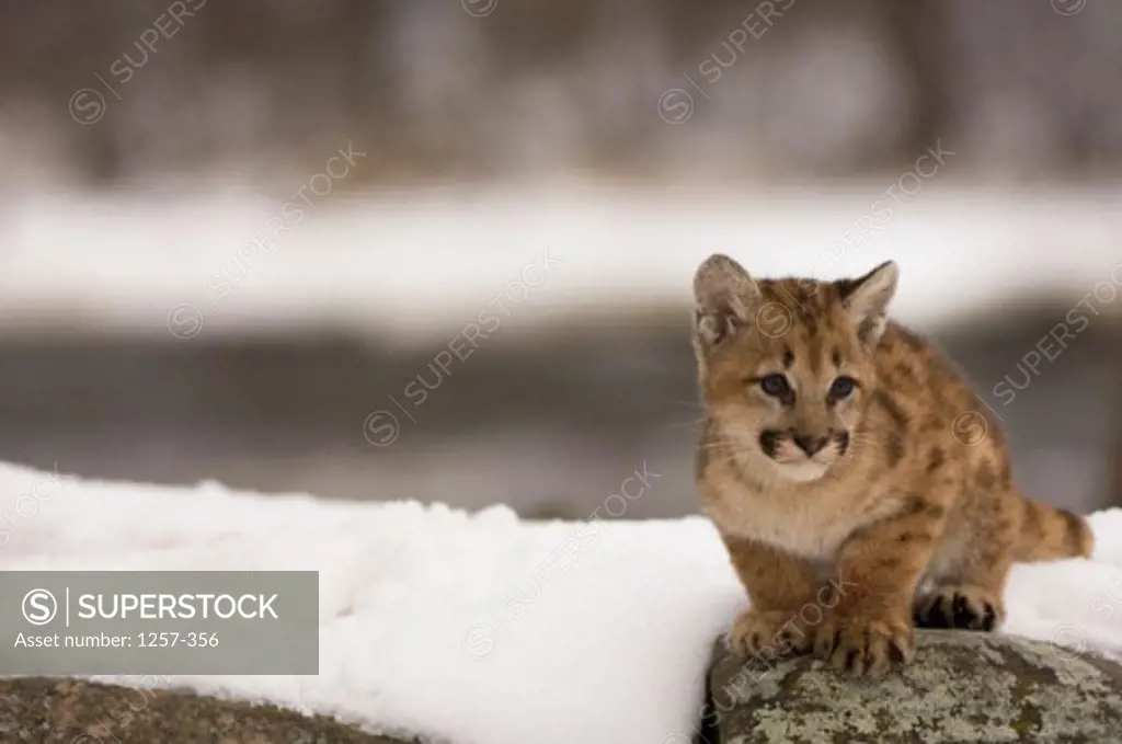 Close-up of a cougar cub on a rock (Felis concolor)