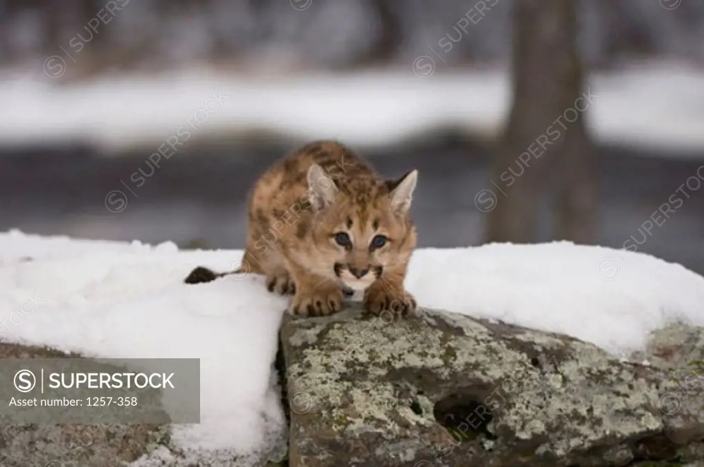 Portrait of a cougar stalking on a rock (Felis concolor)