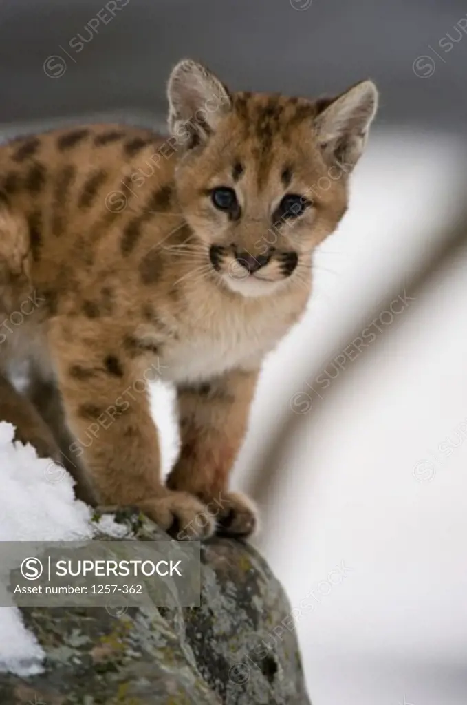 Portrait of a cougar cub standing on a rock (Felis concolor)