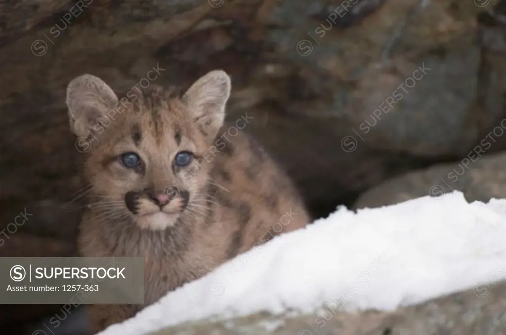 Close-up of a cougar cub sitting under a rock (Felis concolor)
