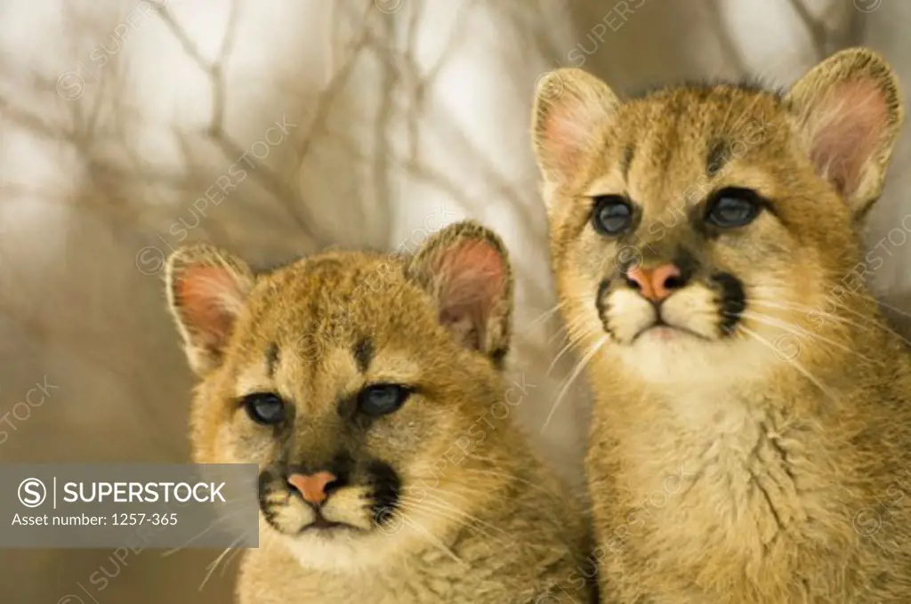 Close-up of two cougar cubs (Felis concolor)