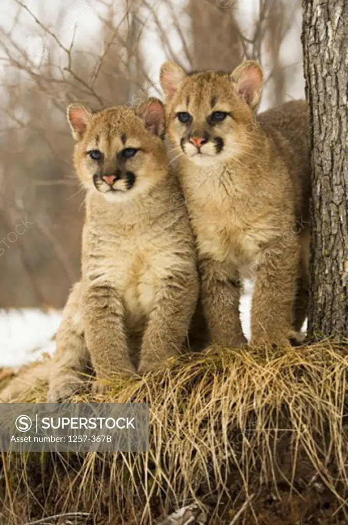 Close-up of two cougar cubs on straw (Felis concolor)