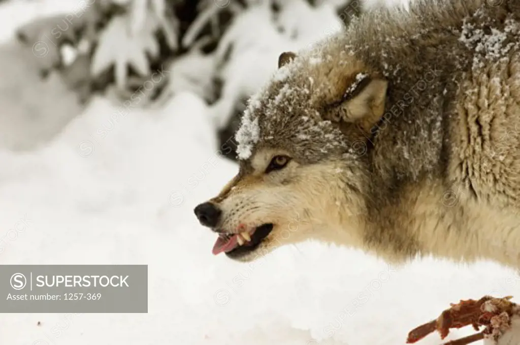 Side profile of a Gray Wolf snarling on snow (Canis lupus)