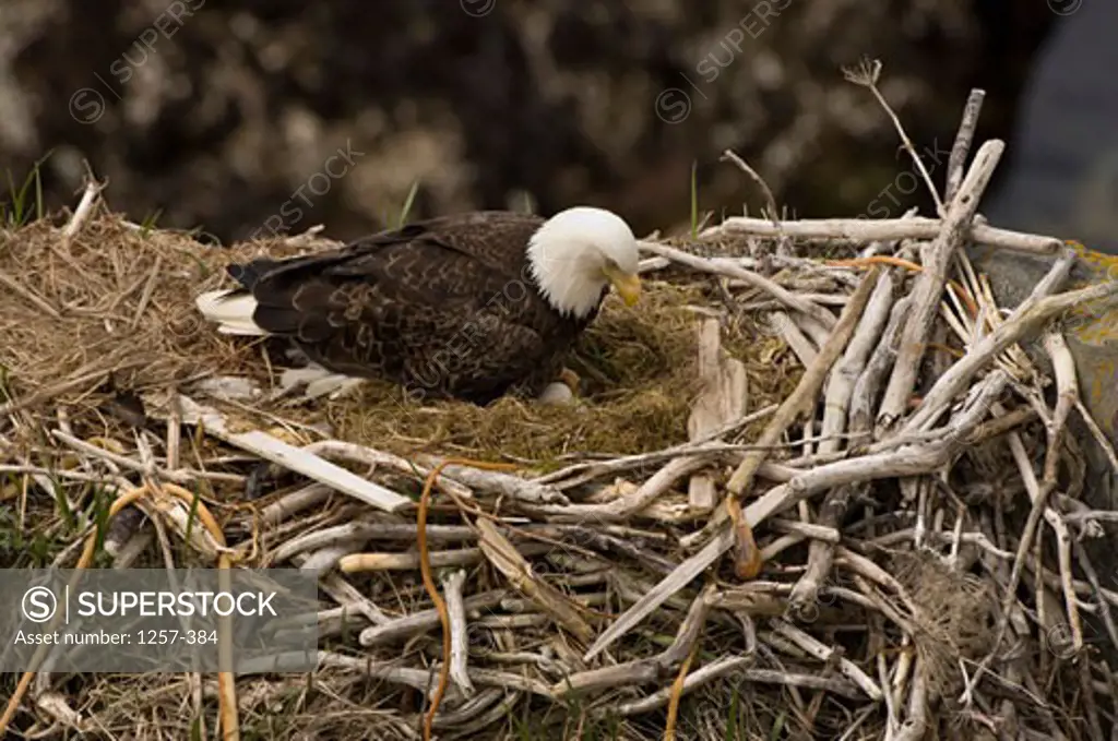 Bald eagle (Haliaeetus leucocephalus) on its nest, Unalaska Island, Dutch Harbor, Alaska, USA