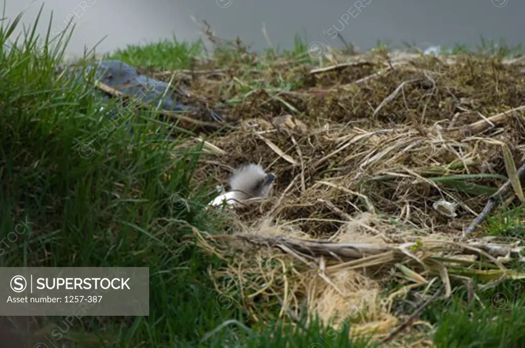 Bald eaglet (Haliaeetus leucocephalus) on its nest, Unalaska Island, Dutch Harbor, Alaska, USA