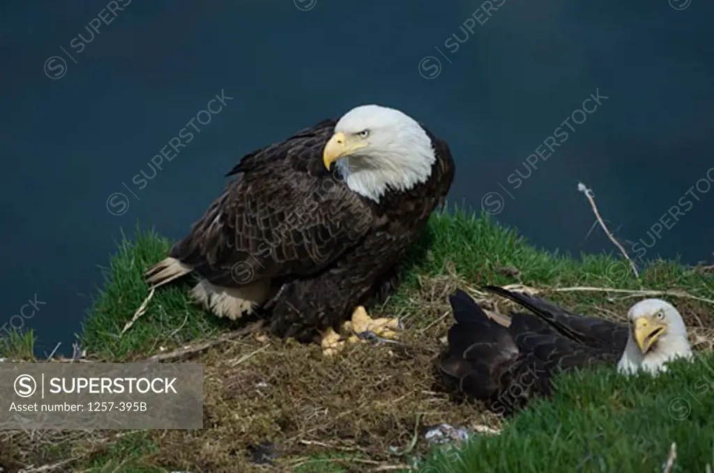 Two Bald eagles (Haliaeetus leucocephalus) on its nest, Unalaska Island, Dutch Harbor, Alaska, USA