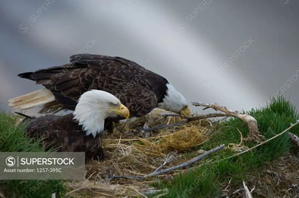 Two Bald eagles (Haliaeetus leucocephalus) on its nest, Unalaska Island, Dutch Harbor, Alaska, USA