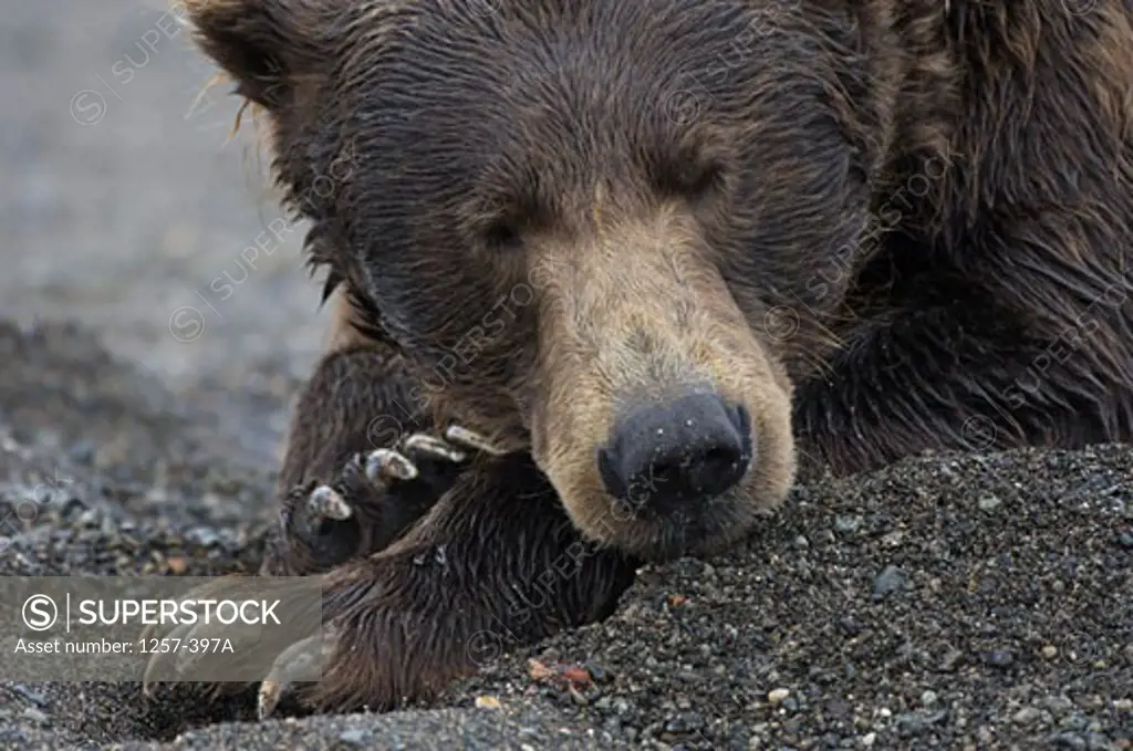 Close-up of an Alaskan Brown bear (Ursus arctos middendorffi), Hallo Bay, Alaska, USA