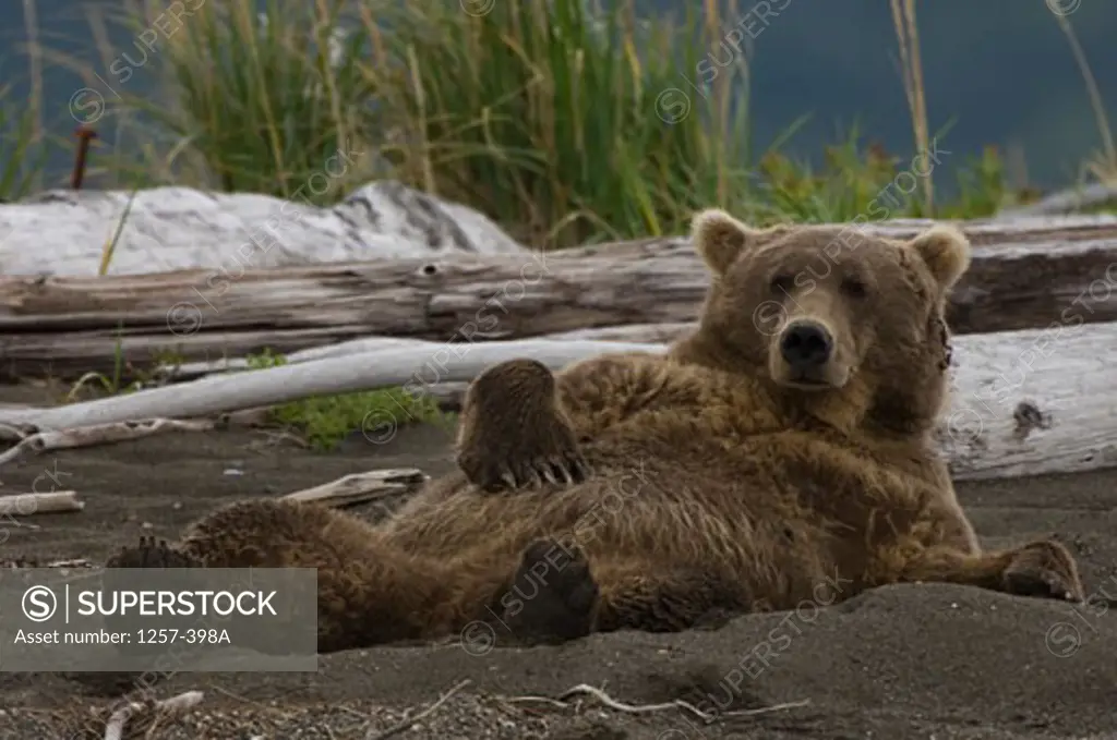 Alaskan Brown bear (Ursus arctos middendorffi) lying in sand, Hallo Bay, Alaska, USA