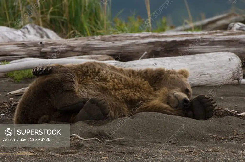 Alaskan Brown bear (Ursus arctos middendorffi) lying in sand, Hallo Bay, Alaska, USA