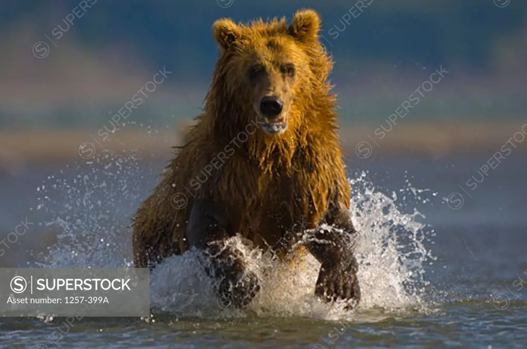 Alaskan Brown bear (Ursus arctos middendorffi) running in water, Hallo Bay, Alaska, USA