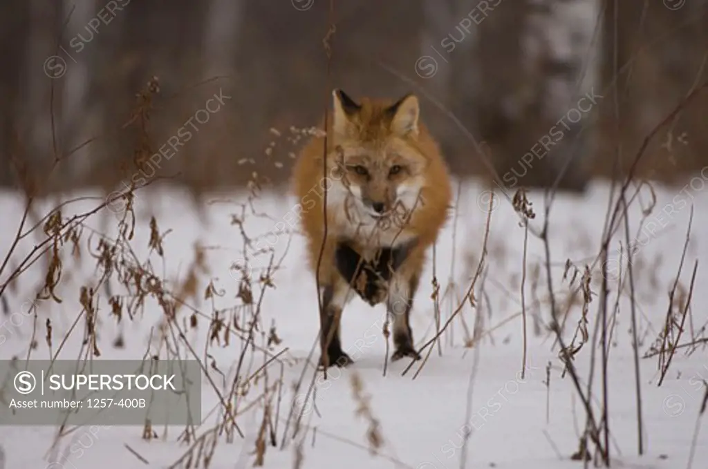Red fox (Vulpes vulpes) standing in a snow covered field