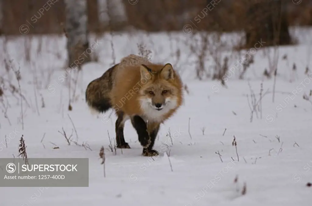 Red fox (Vulpes vulpes) walking in a snow covered field