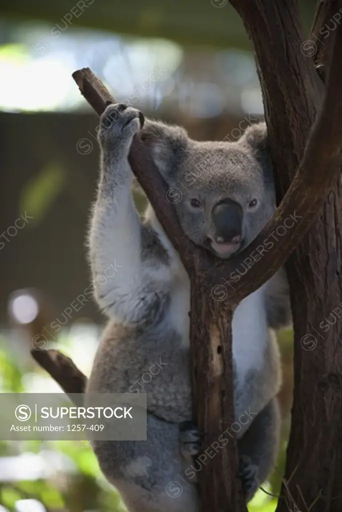 Australia, Koala (Phascolarctos cinereus) sitting on tree