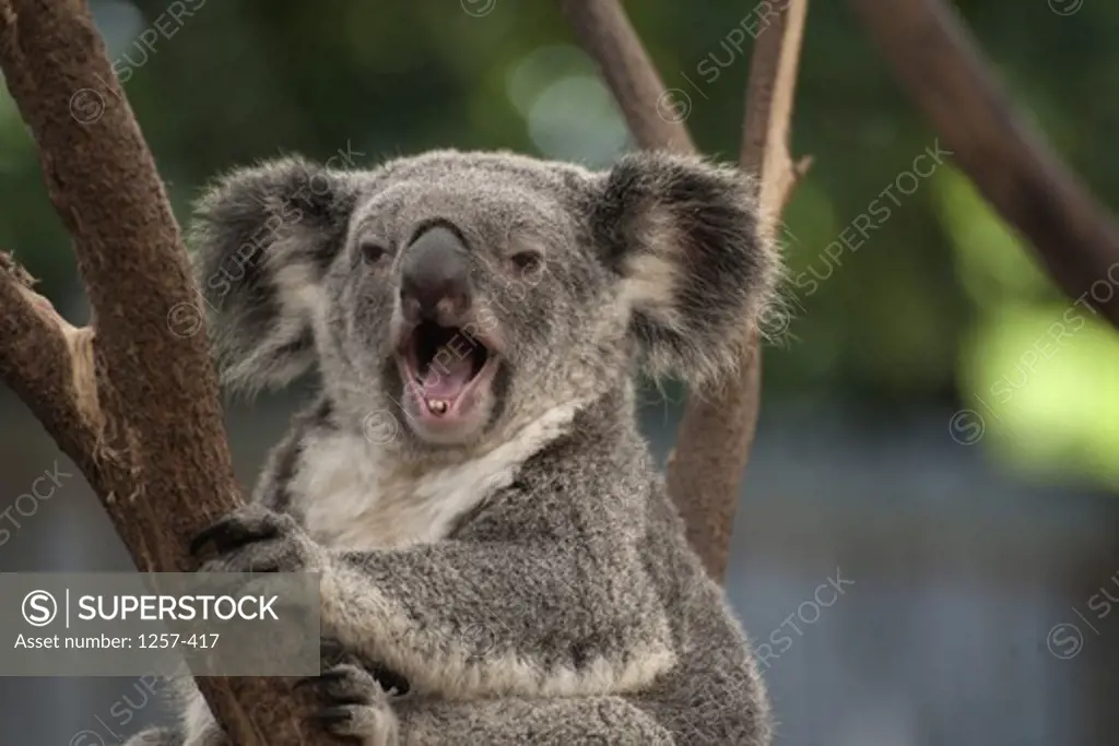 Australia, Koala (Phascolarctos cinereus) on tree, yawning
