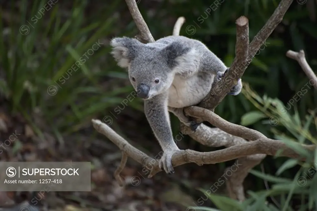 Australia, Koala (Phascolarctos cinereus) on tree