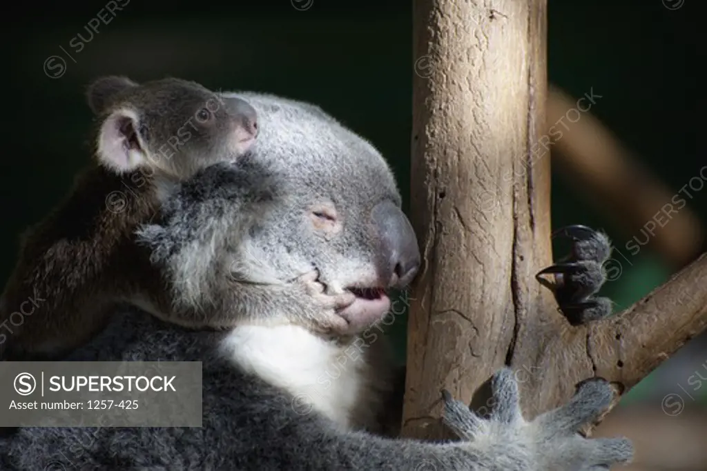 Australia, Koala (Phascolarctos cinereus) with joey on tree