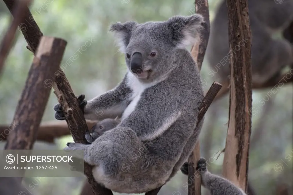 Australia, Koala (Phascolarctos cinereus) with joey on tree
