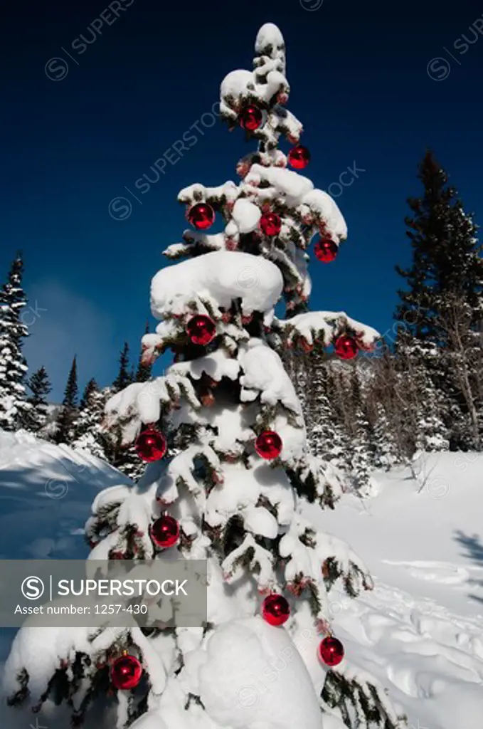 Low angle view of a snow covered Christmas tree, Dream Lake, Estes Park, Rocky Mountain National Park, Colorado, USA