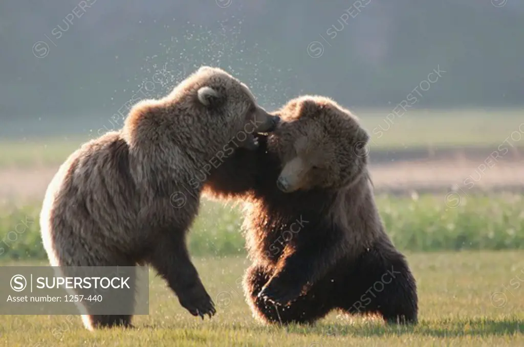 Kodiak brown bears (Ursus arctos middendorffi) fighting in a field, Swikshak, Katami Coast, Alaska, USA