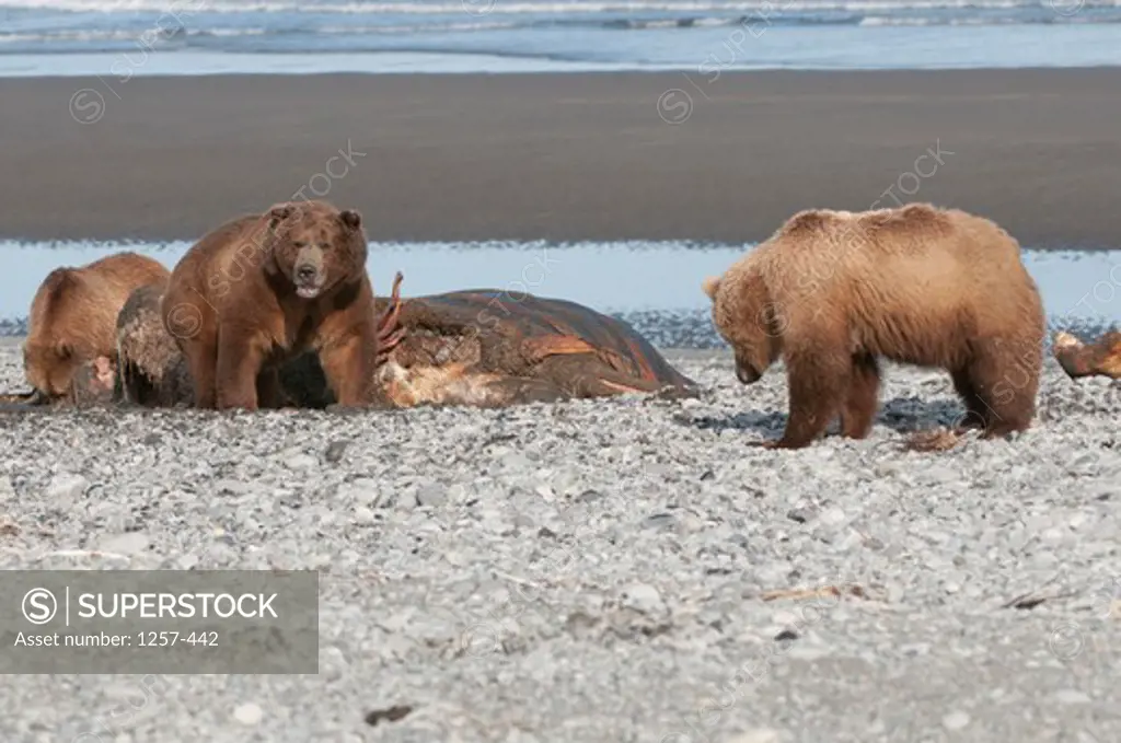 Kodiak brown bears (Ursus arctos middendorffi) feeding on a seal, Swikshak, Katami Coast, Alaska, USA