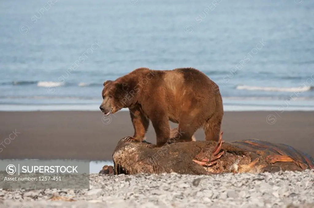 Kodiak brown bear (Ursus arctos middendorffi) feeding on a seal, Swikshak, Katami Coast, Alaska, USA