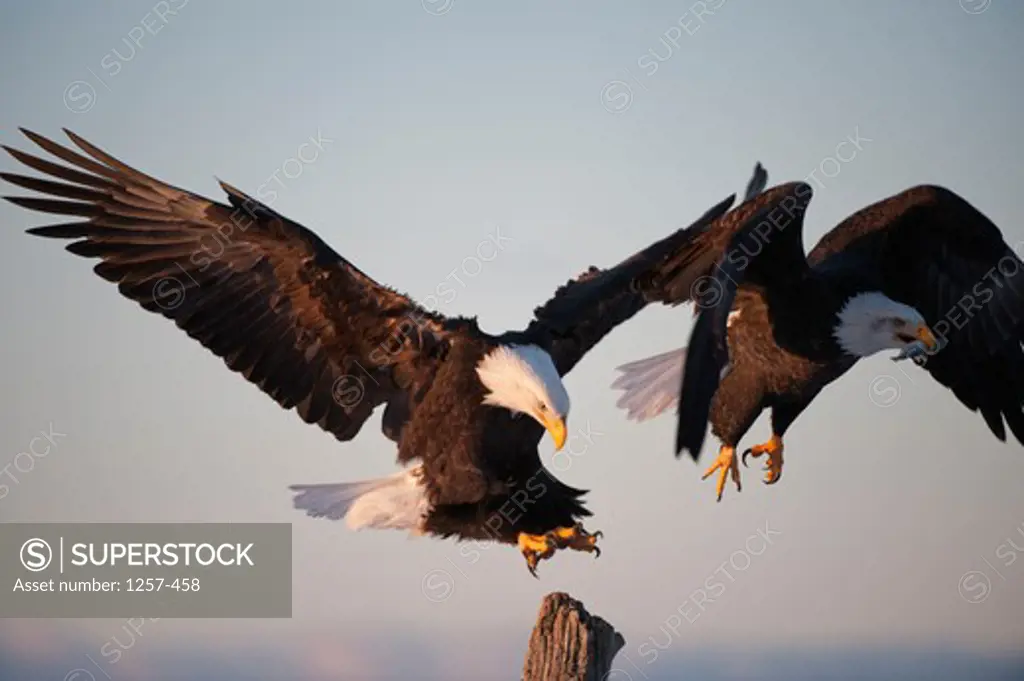 Close-up of Bald eagles (Haliaeetus leucocephalus) fighting over position on a wooden post