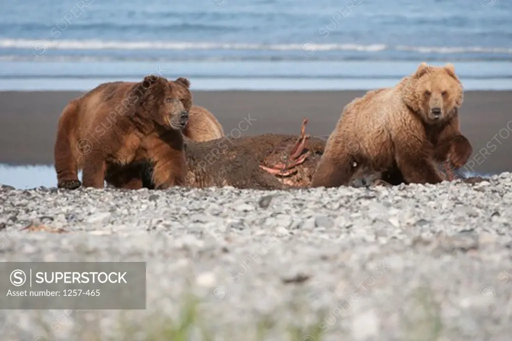 Kodiak brown bears (Ursus arctos middendorffi) feeding on a seal, Swikshak, Katami Coast, Alaska, USA
