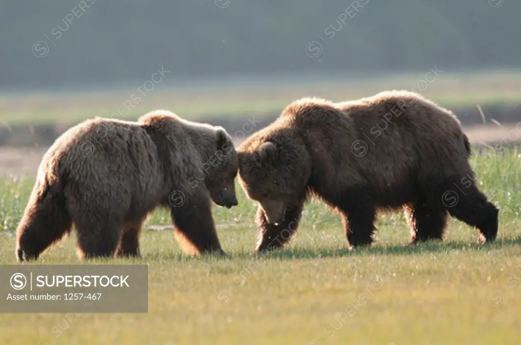 Kodiak brown bears (Ursus arctos middendorffi) fighting in a field, Swikshak, Katami Coast, Alaska, USA