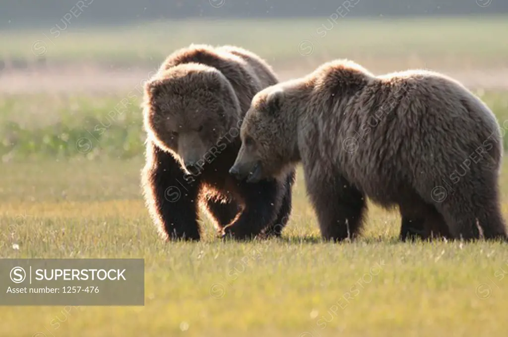 Kodiak brown bears (Ursus arctos middendorffi) in a field, Swikshak, Katami Coast, Alaska, USA