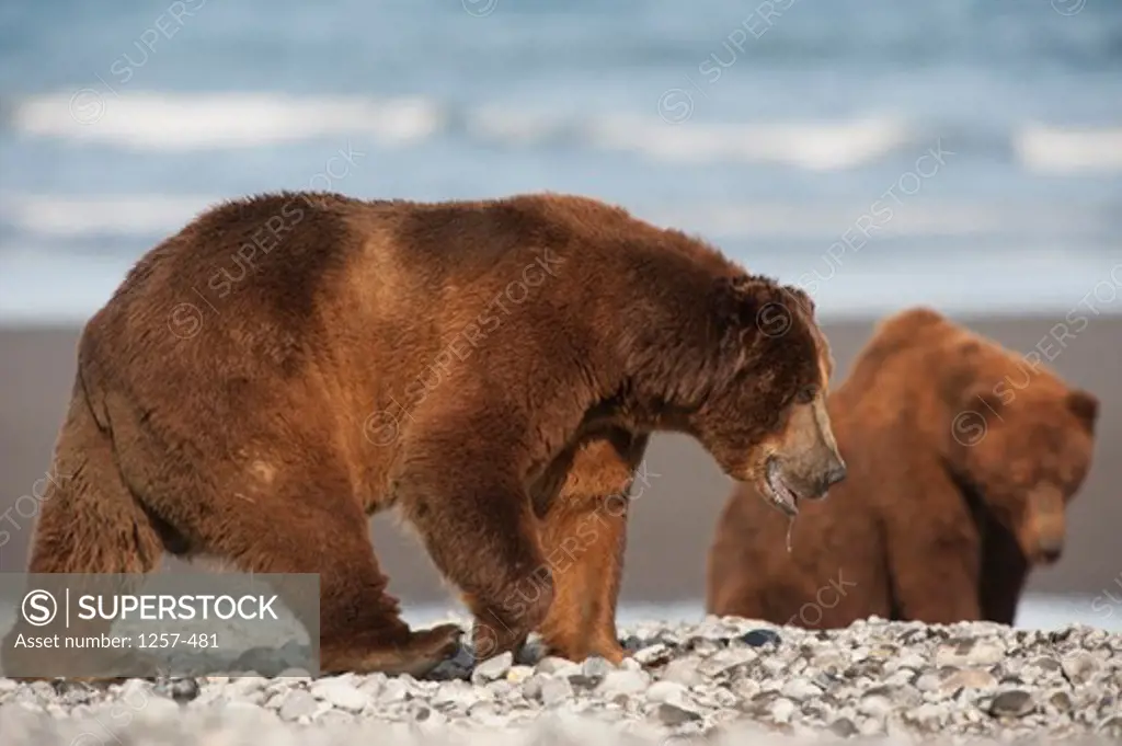 Kodiak brown bears (Ursus arctos middendorffi) at a coast, Swikshak, Katami Coast, Alaska, USA
