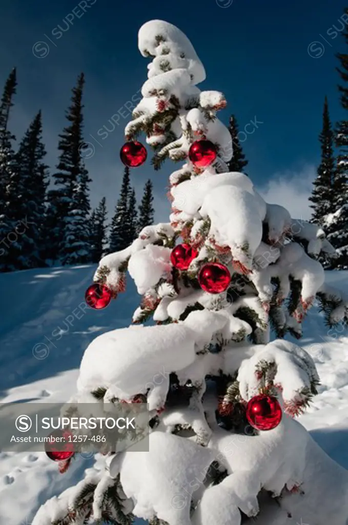 Low angle view of a snow covered Christmas tree, Dream Lake, Estes Park, Rocky Mountain National Park, Colorado, USA