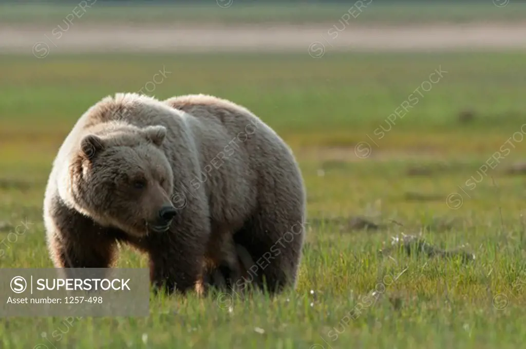 Kodiak brown bear (Ursus arctos middendorffi) foraging, Swikshak, Katami Coast, Alaska, USA