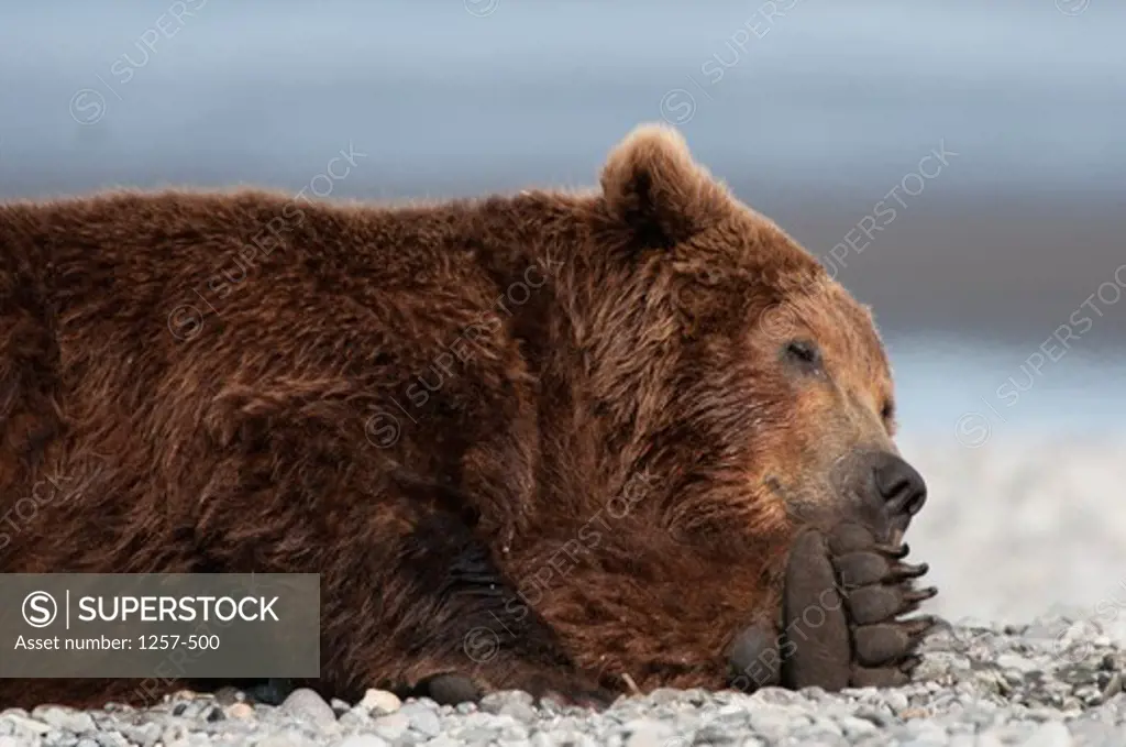 Close-up of a Kodiak brown bear (Ursus arctos middendorffi), Swikshak, Katami Coast, Alaska, USA