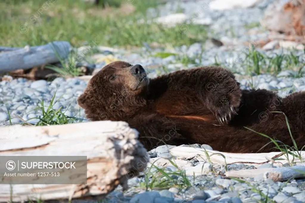 Kodiak brown bear (Ursus arctos middendorffi) resting, Swikshak, Katami Coast, Alaska, USA