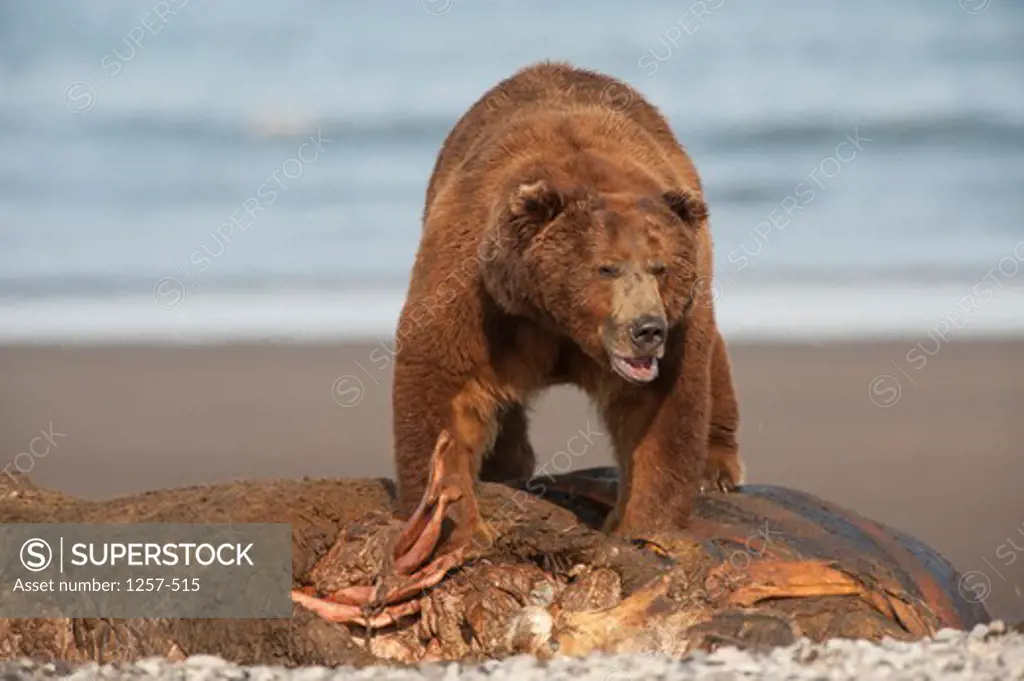 Kodiak brown bear (Ursus arctos middendorffi) feeding on a seal, Swikshak, Katami Coast, Alaska, USA