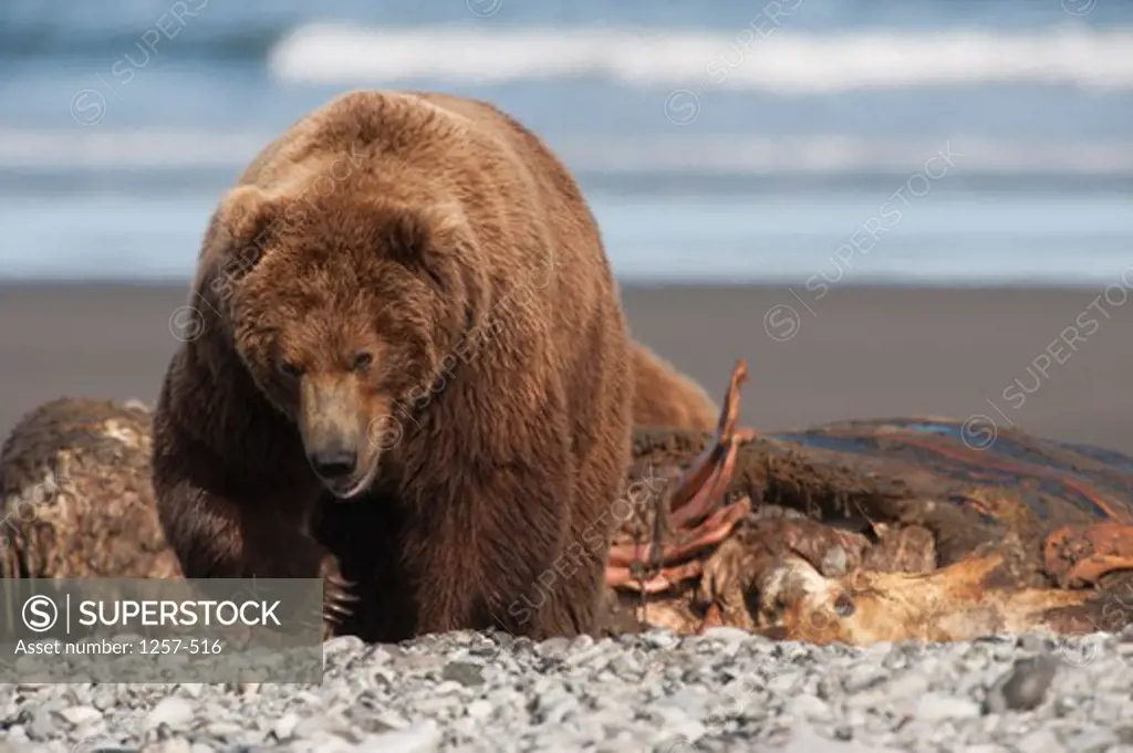 Kodiak brown bear (Ursus arctos middendorffi) at the coast, Swikshak, Katami Coast, Alaska, USA