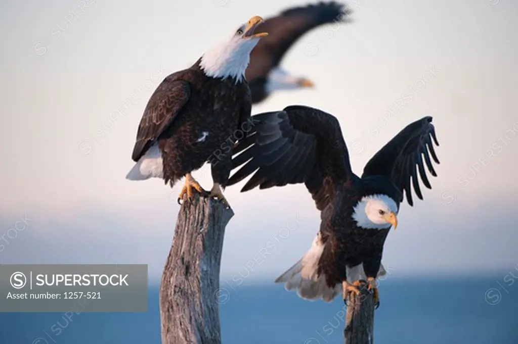 Close-up of Bald eagles (Haliaeetus leucocephalus) landing on wooden posts