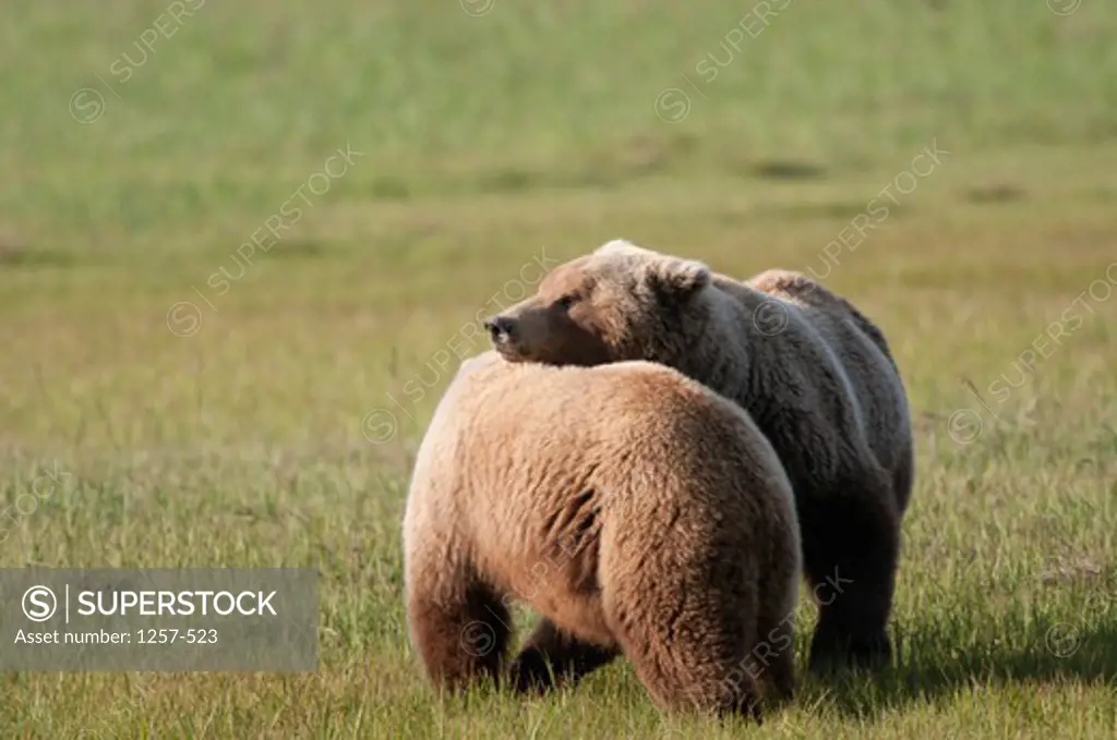 Kodiak brown bears (Ursus arctos middendorffi) in a field, Swikshak, Katami Coast, Alaska, USA