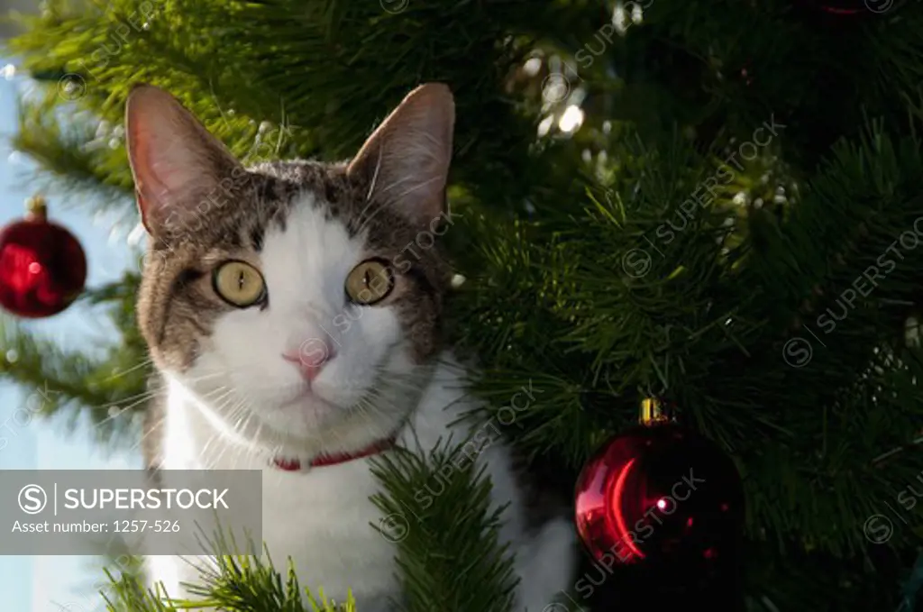 Close-up of a cat in a Christmas tree