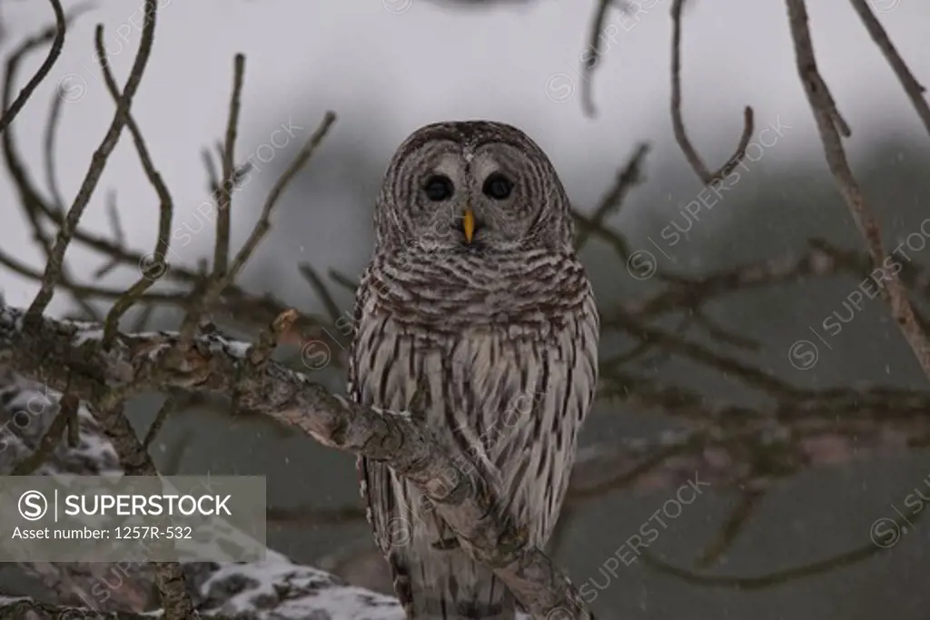 Canada, Ontario, Barred Owl (Strix varia) on branch